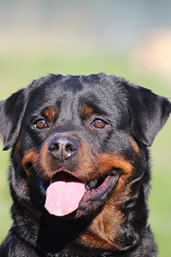 Elevage Rottweiler - Elevage Chiot Rottweiler - Zanimax
