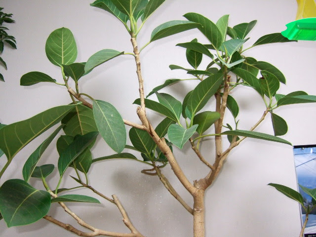 観葉植物日記 フィカス ベンガレンシス