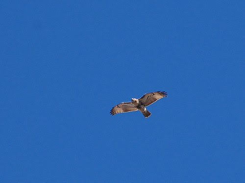 Red-Tail over Morningside Park