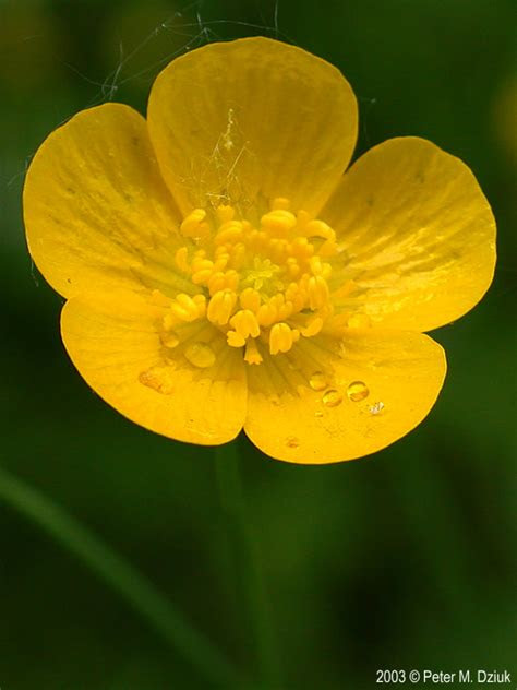 Here's how to care for a . Ranunculus acris (Tall Buttercup): Minnesota Wildflowers