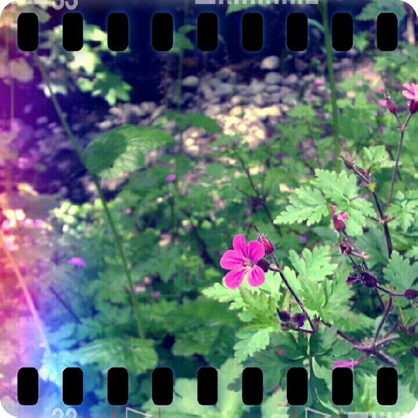 {wildflowers} in purple