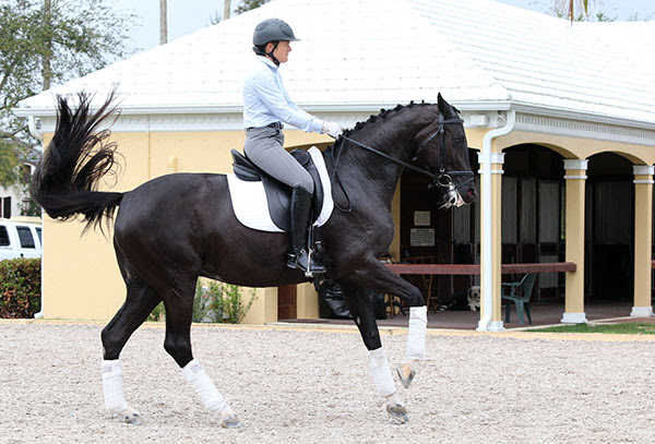 Ilse Scwarz and Sauvignon. © 2015 Ken Braddick/dressage-news.com