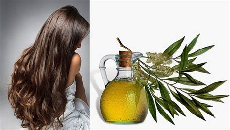 benefits  tea tree oil   hair