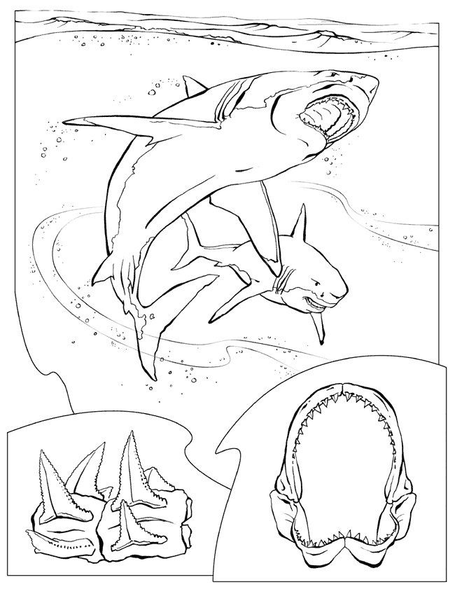 Great white shark coloring page 8