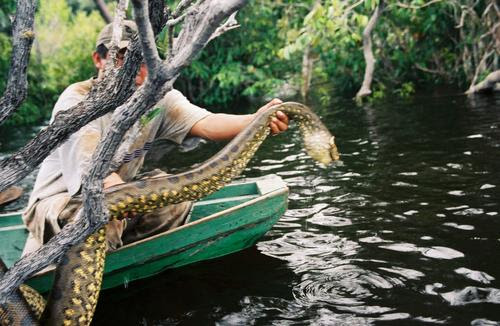 Anaconda
