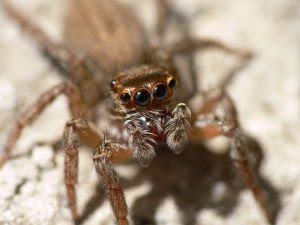 ハエトリグモはかわいいけど懐くの 飼育方法と餌は虫を食べる 生物モラトリアム