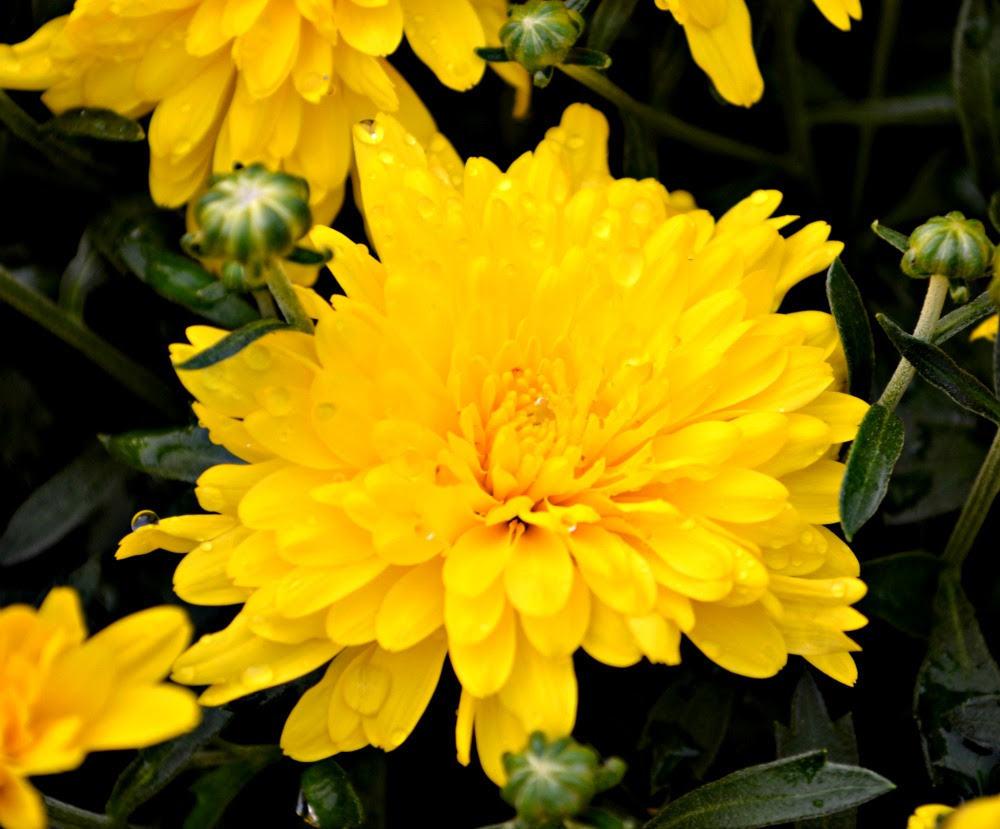 Garden Mum Care | Fairview Garden Center