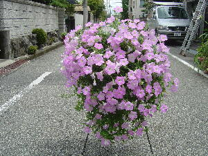 夏のペチュニアの切り戻しどうしたらいいの