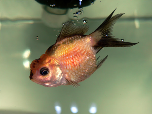 虎ちゃん 完全に赤斑病と尾ぐされ病です 太朗のお魚日記