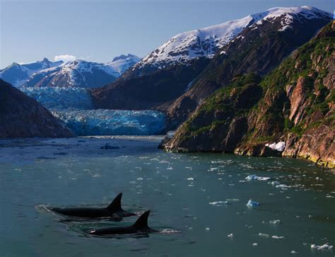 picture   day orcas  alaska twistedsifter