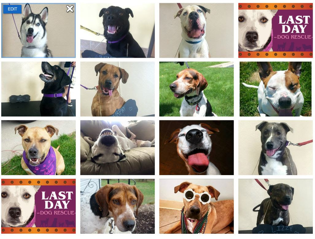 Last Day Dog Rescue - Ann Arbor Animal Hospital
