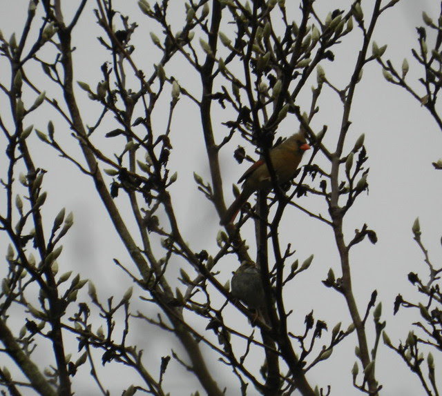 skywatchfridayDSCN6974