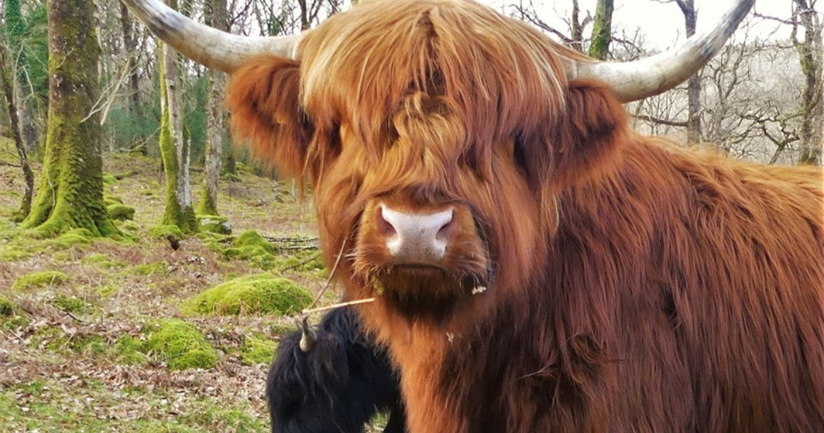 Press release | Celtic Rainforests Wales