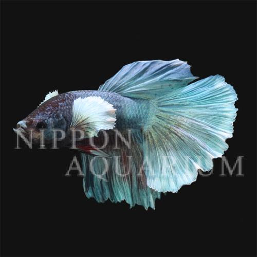 ベタ ハーフムーン ダンボ 飼育方法 飼い方 餌 水温 混泳などについて 熱帯魚図鑑 熱帯魚の飼育 混泳 繁殖 病気など