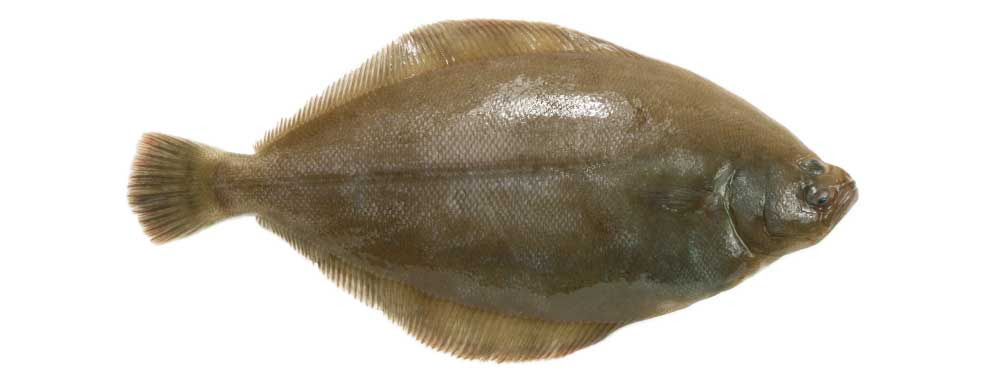 魚好き必見 カレイってこんなにいるの その種類を大公開