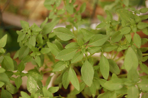 basil