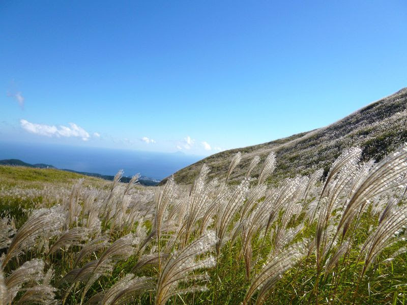 伊豆 稲取細野高原 秋のすすきイベント 相模湾を望む黄金の絶景 静岡県 Lineトラベルjp 旅行ガイド
