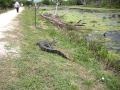 Alligators Brazos Bend State Park Photos - Best Camping In And Near Brazos Bend State Park - Maybe you would like to learn more about one of these?