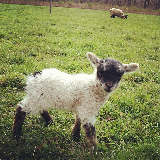 Hello little lamb!