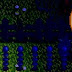What Happens If You Dont Check On Animals In Stardew Valley