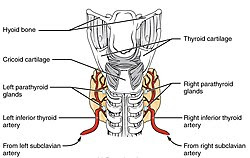Posterior thyroid.jpg