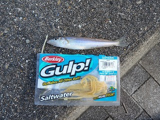 ルアーで色んな魚を釣る ルアーで釣れる魚は何でも釣ります ルアーで釣れる魚 海水魚 キス