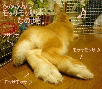みぃやのラブっと うさぎ生活 うーちゃんの足裏 手の平写真