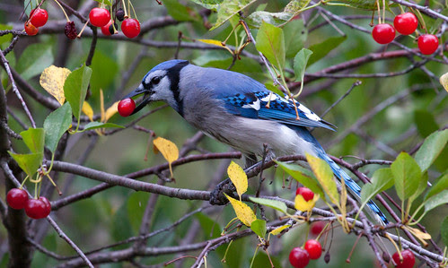 Blue Jay eating cherries from Russ's tree.