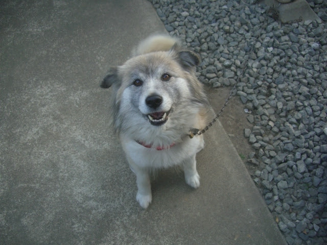 雑種犬シオン日記 凄くかわいい