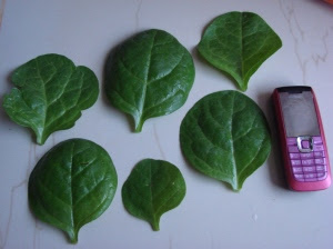 Harvest of Poi Saga, normally used in curry with Fish head
