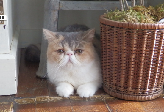 オトナ女子猫ちくわの種類は ブサイク猫って 保護猫モモ ナナのブログ