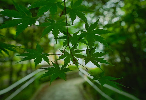 SDIM1495