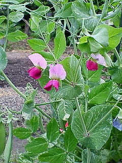 さやえんどうの花の色は何色 珍しい野菜 果物