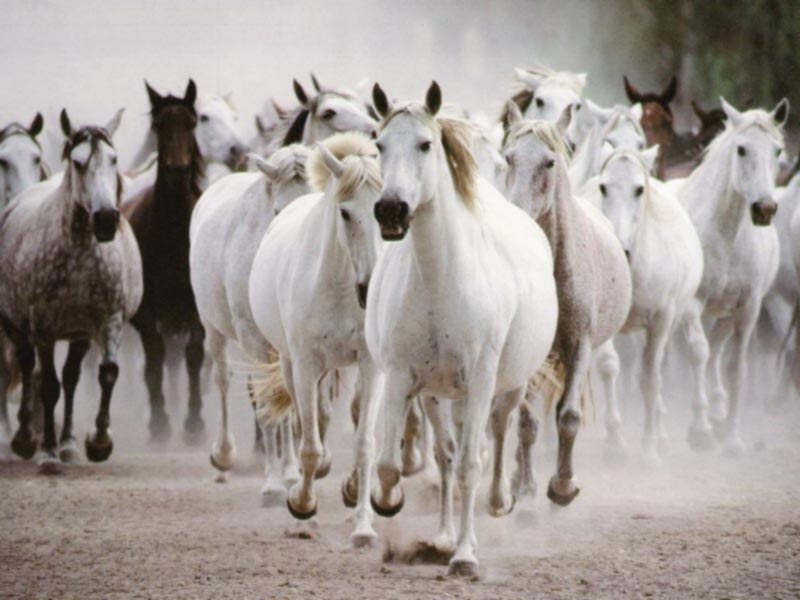 Horses running