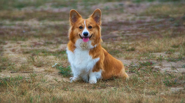 犬の寿命ランキング30選 長い 短い別 21最新版 Rank1 ランク1 人気ランキングまとめサイト 国内最大級