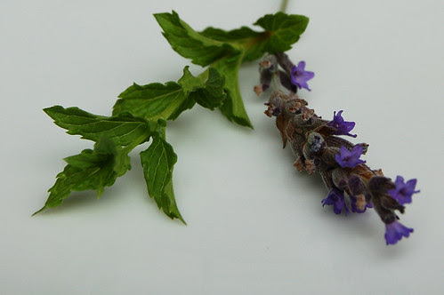 Sprigs of mint and lavender from our garden by Eve Fox copyright 2008