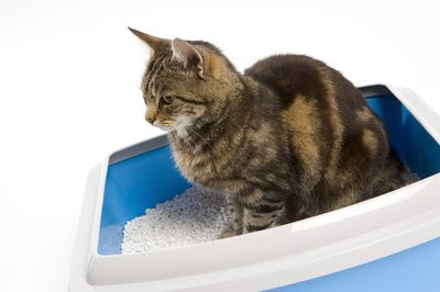 How Often Do Cats Urinate Per Day? - Pets