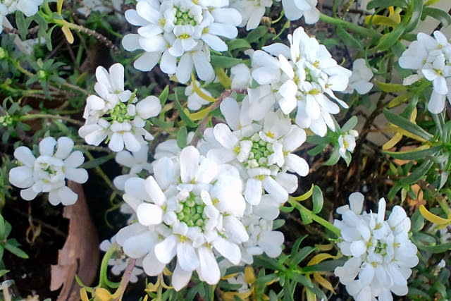 イベリス キャンディタフト の育て方 一年草タイプと多年草タイプの違いも解説 タガラブログ