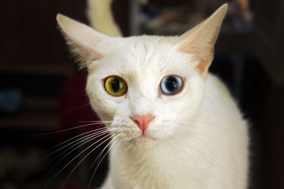 Mais de 700 felinos vivem no maior abrigo de gatos da Califórnia. Veja fotos! Santuário dos gatos 13 580x386 Santuário dos gatos 13