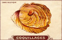 coquillages9