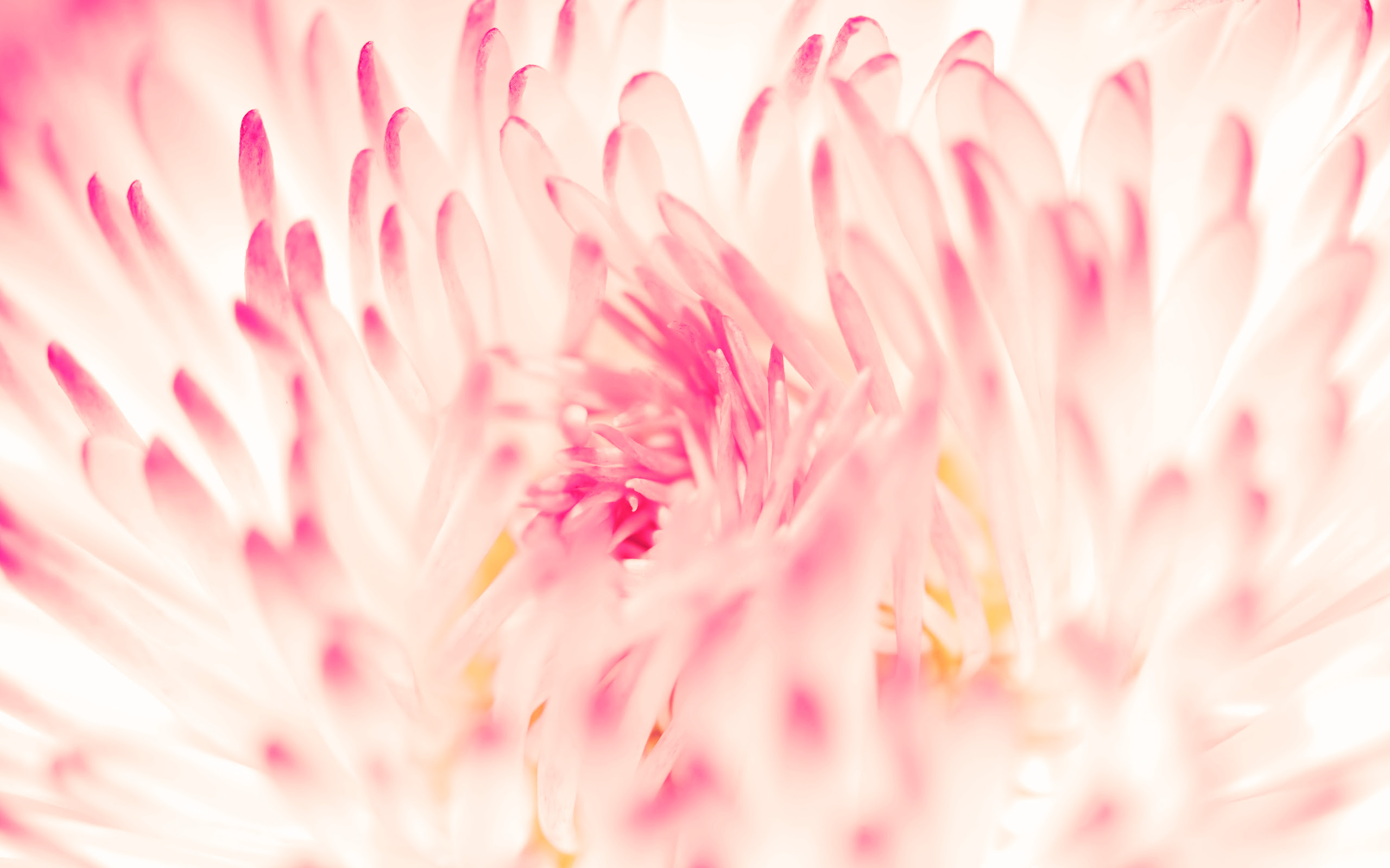 Spring Daisy Flower Wallpapers  HD Wallpapers