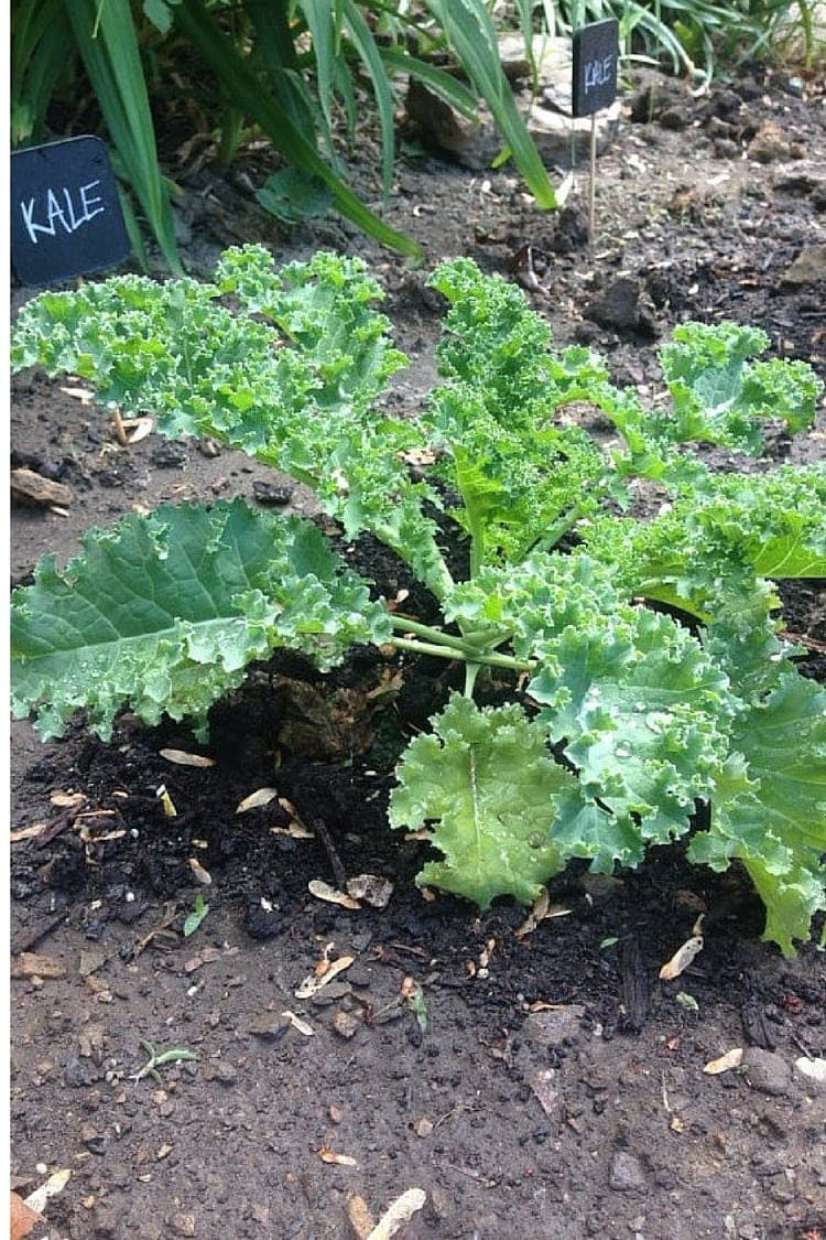 While Do You Harvest Kale Domestic Guides Sf Gate