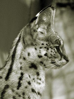 Serval-cat