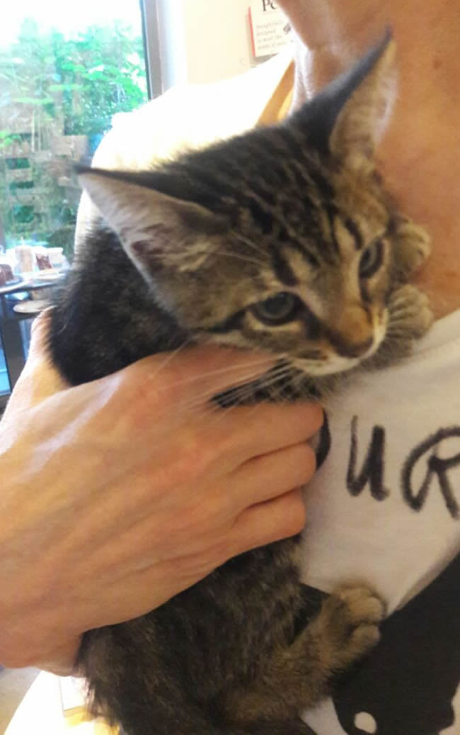 PetVet Yuvasına Kavuştu! Mırmır Tekcan Ömürlük