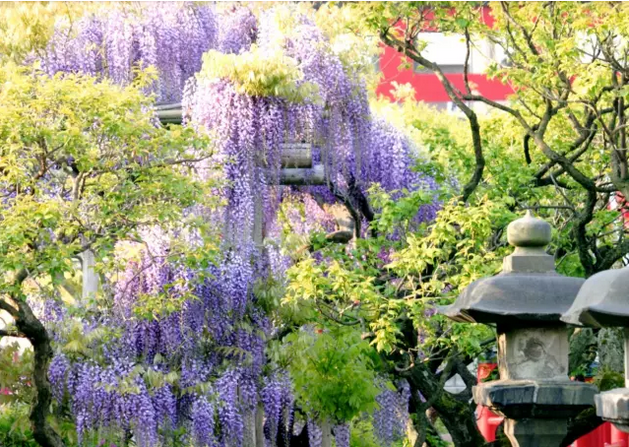 樱花谢了 没关系 还有日本紫藤花季