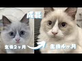 √完了しました！ 4 ヶ月 ��長 582792