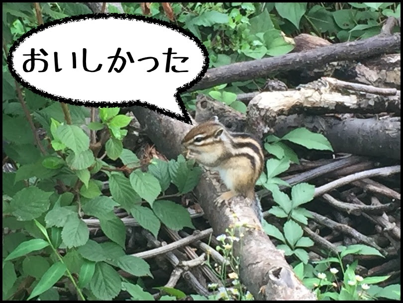 大宮のおすすめスポット 市民の森の りすの家 のりすに癒されに行こう Forest People