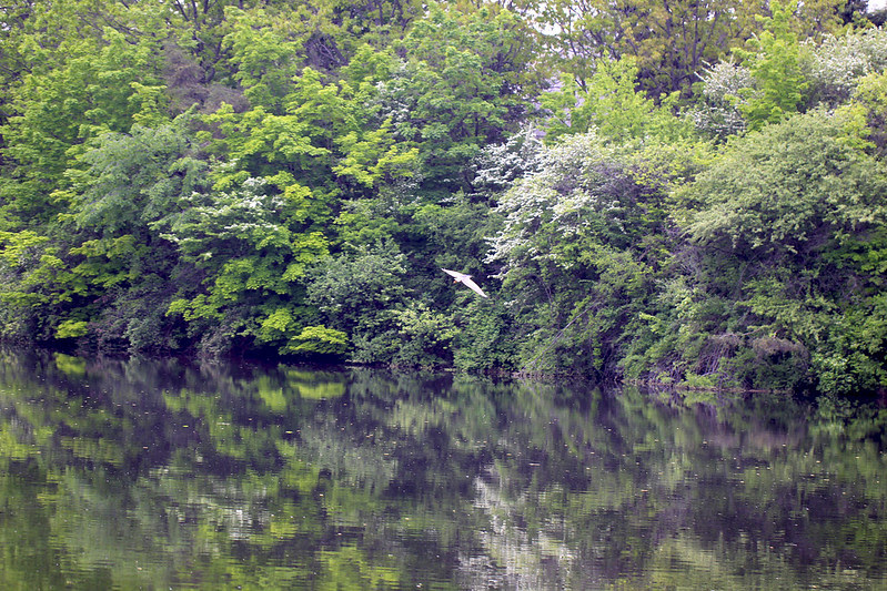 night heron4