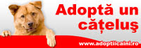 Adopta un catelus