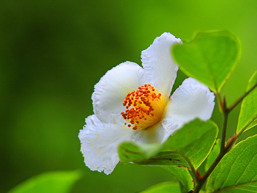 壁紙 沙羅の花 神戸市立森林植物園 Xga1024 768デスクトップ無料壁紙 兵庫と神戸の写真ブログ